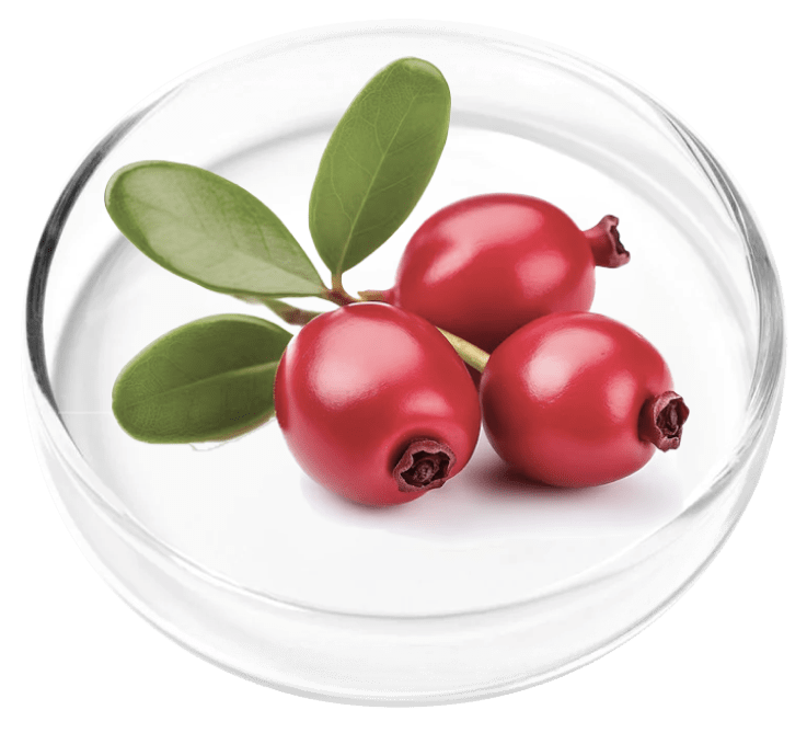 Bearberry botanical illustration