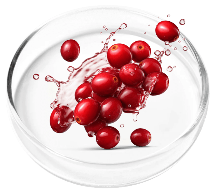 Cranberry extract illustration