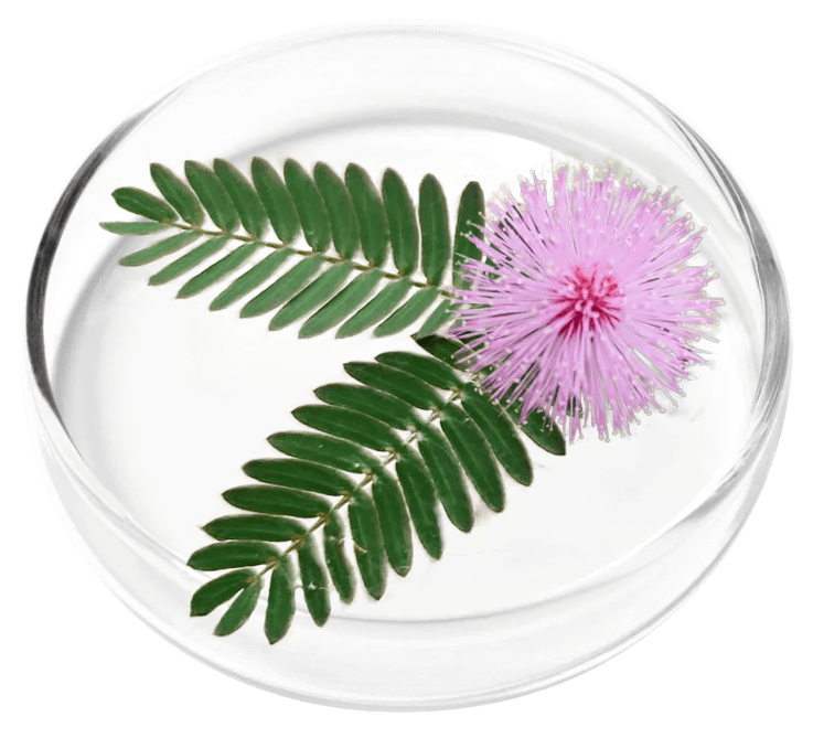Mimosa pudica botanical illustration