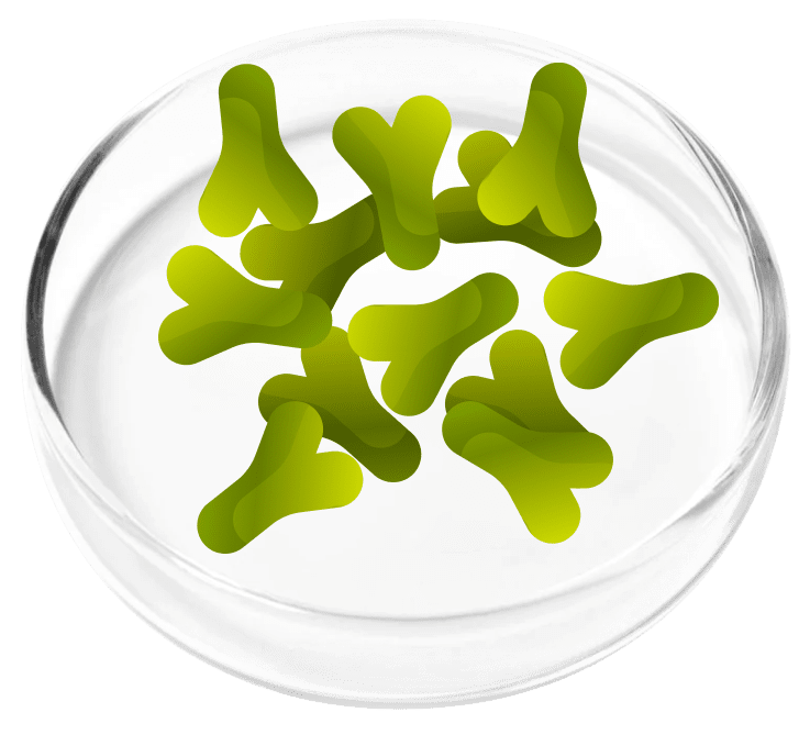 Lactobacillus acidophilus illustration