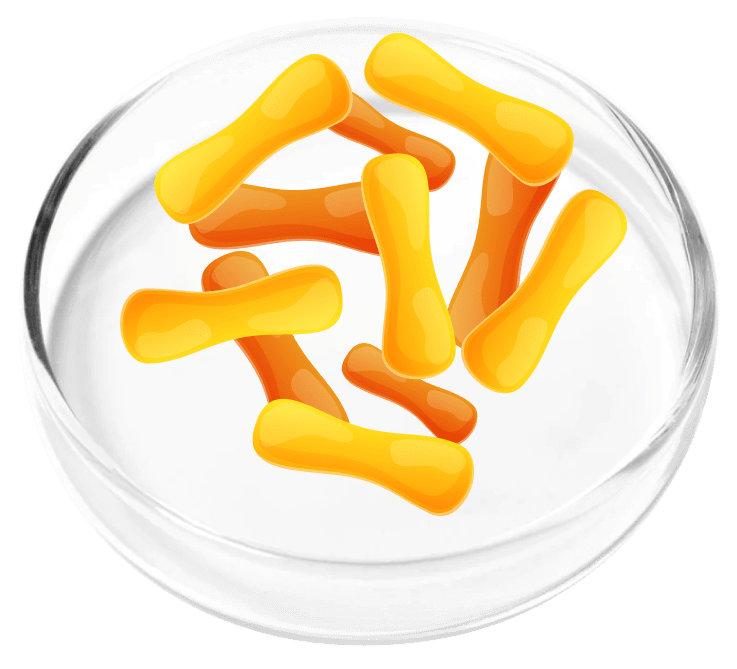 Lactobacillus casei illustration