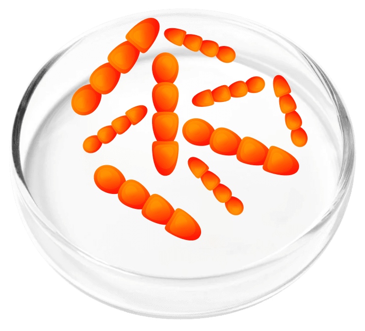 Lactobacillus crispatus illustration