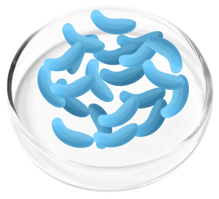 Lactobacillus gasseri illustration