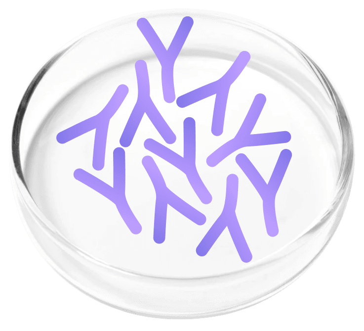 Lactobacillus plantarum illustration